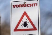 Risiko Zeckenbiss: Krankenkasse gibt Tipps zum Schutz vor den Plagegeistern