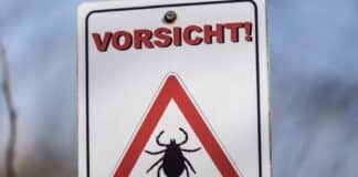 Risiko Zeckenbiss: Krankenkasse gibt Tipps zum Schutz vor den Plagegeistern
