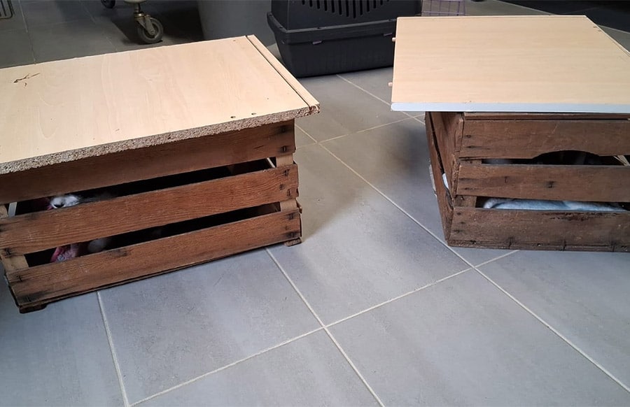 Schockierender-Fund-im-Wald-Katzen-in-zugenagelten-Holzkisten-entdeckt