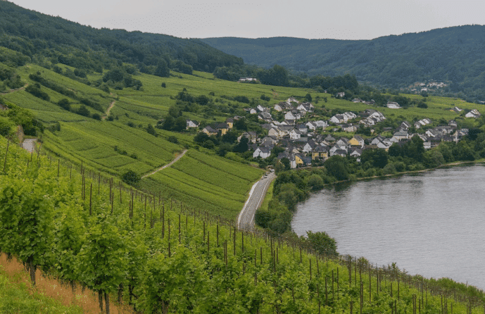 Weinberge am Hang oberhalb der Mosel mit Blick auf ein kleines Dorf und den Fluss, umgeben von sanften Hügeln und grüner Vegetation.