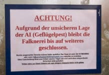 Vogelgrippe in Rheinland-Pfalz: Auch Hausgeflügel betroffen