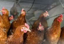 «Sicher ist sicher» – Geflügelhalter froh über Stallpflicht