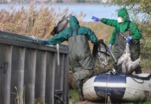 Fast alle Landkreise betroffen: Immer mehr Tiere mit Vogelgrippe in Rheinland-Pfalz