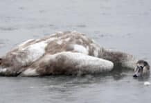 ++ Tierseuche: Saarland verhängt Stallpflicht wegen Vogelgrippe ++