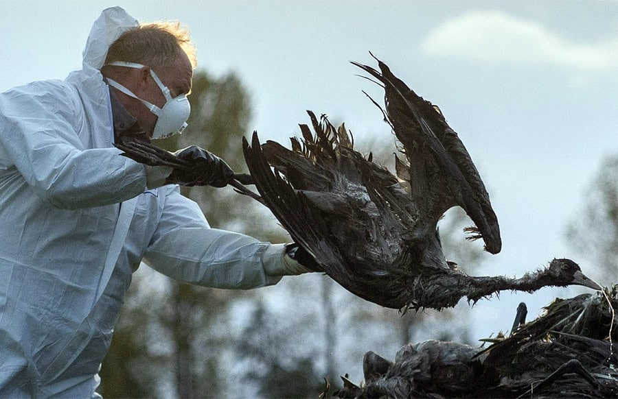 Gefl-gelgrippe-Stallpflicht-im-Saarland-wird-aufgehoben