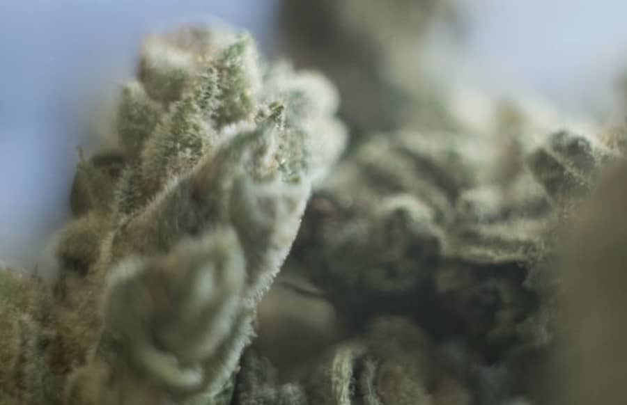 31-Cannabis-Anbauvereinigungen-in-RLP-genehmigt-Erntemenge-noch-unklar