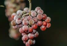Genaue Wetterbeobachtung: Winzer lesen Eiswein in klirrend kalter Nacht