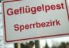 Verdacht auf Vogelgrippe in Geflügelbetrieb: 100 Gänse und Enten gekeult