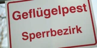 Geflügelpest in Rheinland-Pfalz bleibt weiter ein Risiko