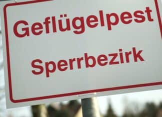 Geflügelpest in Rheinland-Pfalz bleibt weiter ein Risiko