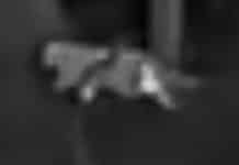 Rätselraten um mutmaßliche Großkatze in RLP – „Es besteht kein Grund zur Panik“