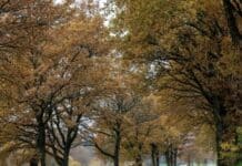 Region: Herbst zeigt sich von seiner grauen Seite – Nebel und kühle Temperaturen