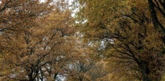 Region: Herbst zeigt sich von seiner grauen Seite – Nebel und kühle Temperaturen