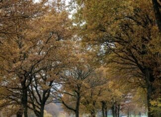 Region: Herbst zeigt sich von seiner grauen Seite – Nebel und kühle Temperaturen