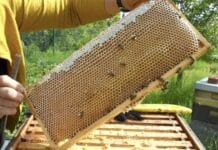 Deutlich bessere Honig-Ernte für Imker in RLP – „ideale Sammelbedingungen“