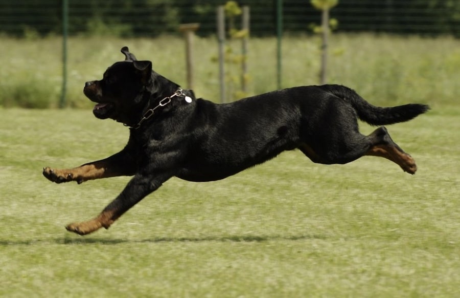 RLP-Zwei-Rottweiler-rei-en-sich-los-Frau-zu-Boden-geworfen-und-verletzt