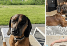 Bitte um Mithilfe: Tödlicher Unfall auf der B51 – Familie sucht nach Hund Balou!