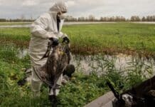 Vogelgrippe im Saarland: So ist die Lage – Verstöße gegen Stallpflicht