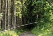 RLP: Meldesystem Waldecho startet – Bürger sollen Probleme im Wald melden