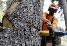 Holzfäule in Trier: Stadt muss mehrere Bäume fällen – Ersatzpflanzungen geplant