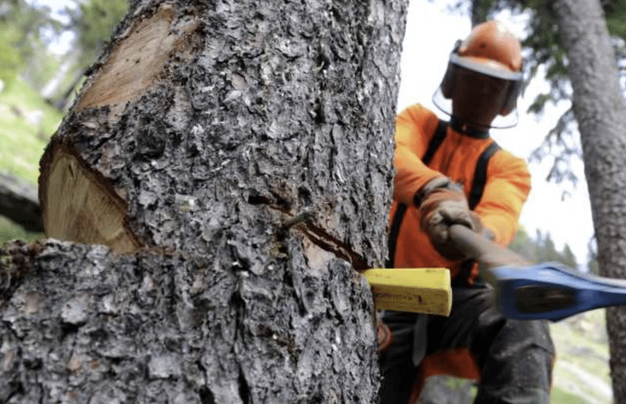 Holzf-ule-in-Trier-Stadt-muss-mehrere-B-ume-f-llen-Ersatzpflanzungen-geplant