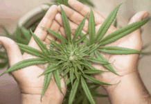 Cannabis im Wandel: Zwischen alten Praktiken und neuen Impulsen