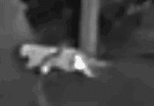 Aufregung nach Jäger-Foto: Schleicht hier eine gefährliche Raubkatze durch den Wald ? Schwarz-weißes, unscharfes Foto eines größeren katzenartigen Tiers in einem Waldgebiet bei Altenahr – mögliche Raubkatze, derzeit Gegenstand von Ermittlungen.