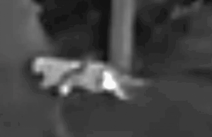 Schwarz-weißes, unscharfes Foto eines größeren katzenartigen Tiers in einem Waldgebiet bei Altenahr – mögliche Raubkatze, derzeit Gegenstand von Ermittlungen.