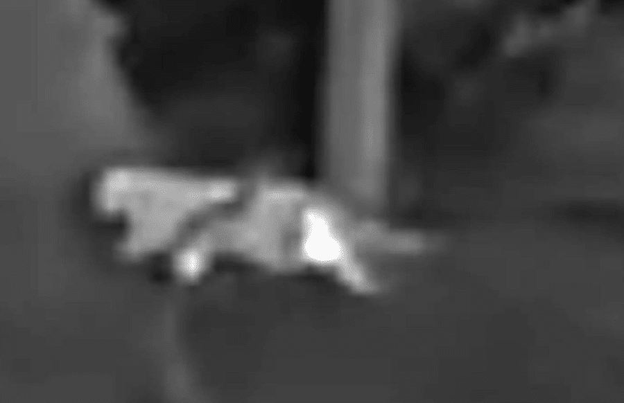 Aufregung-nach-J-ger-Foto-Schleicht-hier-eine-gef-hrliche-Raubkatze-durch-den-Wald-