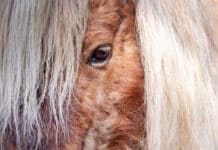 Pony büxt aus: Beamte auf tierischem Einsatz