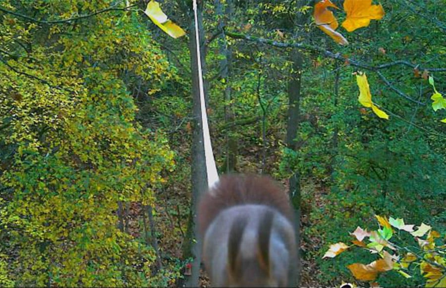 Eichh-rnchenbr-cken-Baumh-hlen-Co-Wie-Trier-die-Stadtwildnis-f-rdert