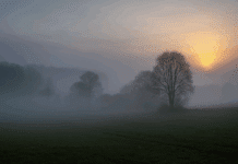 Wetterumschwung im Anflug – erst Nebel und Regen, dann goldenes Herbstwetter! Nebelige Herbstlandschaft in Rheinland-Pfalz mit Bäumen und Feldern im sanften Morgenlicht – Symbolbild für herbstliches Wetter mit Nebel und Sonne.