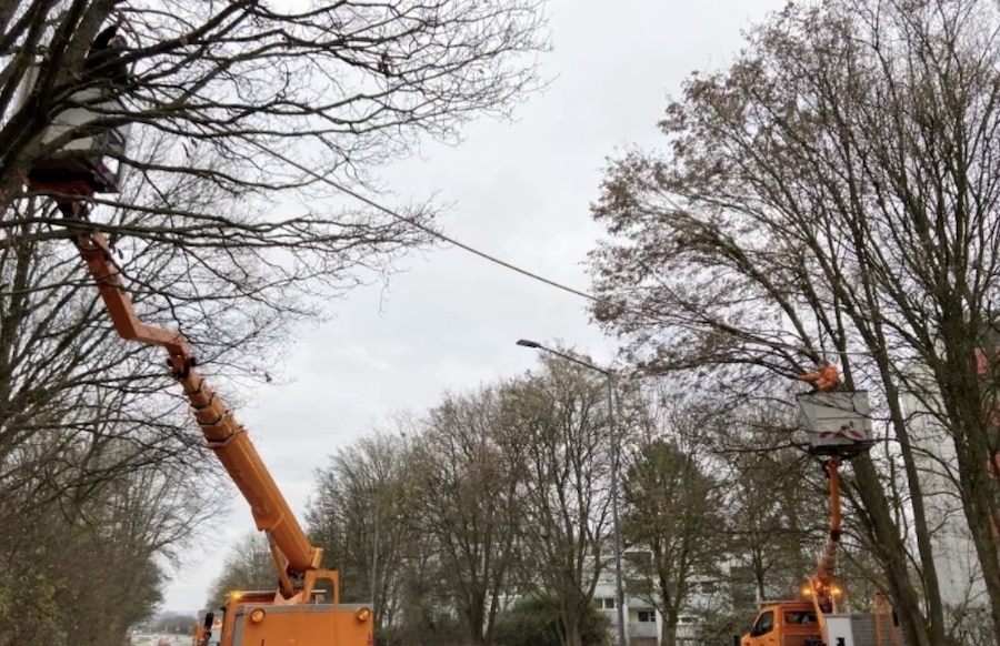 Eichh-rnchenbr-cken-in-der-Kohlenstra-e-Hilfe-f-r-die-possierlichen-Nager