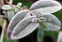 ++ Frost, Nebel und Glätte – Wetter in der Region bleibt winterlich ++