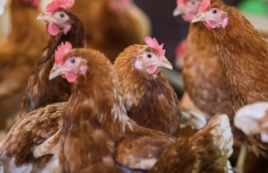 Eifelkreis-hebt-Stallpflicht-auf-Weiter-Gefahr-durch-Vogelgrippe