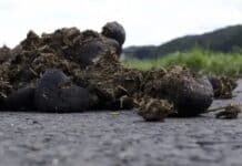 Bitburg: Verunreinigungen durch Pferdeäpfel — Pflicht zur Entfernung