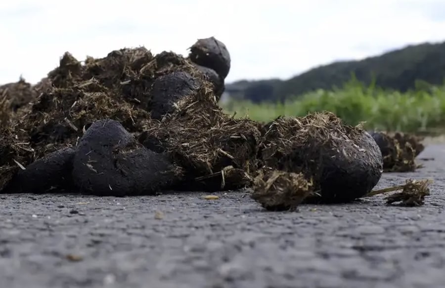 Bitburg-Verunreinigungen-durch-Pferde-pfel-Pflicht-zur-Entfernung