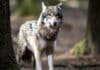 Umweltministerium RLP: Konfliktarme Koexistenz mit dem Wolf bleibt das Ziel