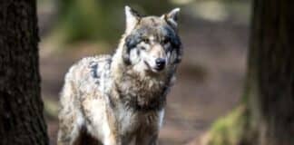 Umweltministerium RLP: Konfliktarme Koexistenz mit dem Wolf bleibt das Ziel