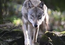 Erneut Schafe im Westerwald gerissen — Vorfälle in RLP und Hessen