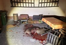 Aggressive Wildschweinrotte versetzt Dorf in Angst und Schrecken
