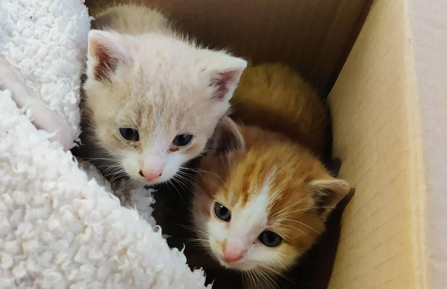 Eifelkreis-Stundenlange-Rettungsaktion-f-r-ausgesetzte-Katzenbabys