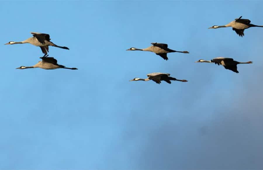 K-lte-zwingt-letzte-tapfere-Kraniche-zum-Weihnachts-Abflug-in-den-S-den-