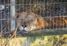 Schlechte Haltung: Löwe nach Rheinland-Pfalz gerettet