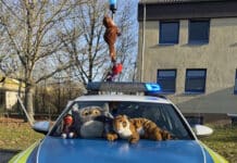 Kuscheltier-Alarm auf Autobahn – Polizei rettet Stofftiere
