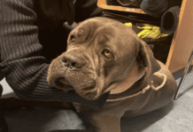 Verloren, allein, frierend – Polizei rettet herrenlosen Hund von der Autobahn Ein Labradorhund; Foro: Polizei