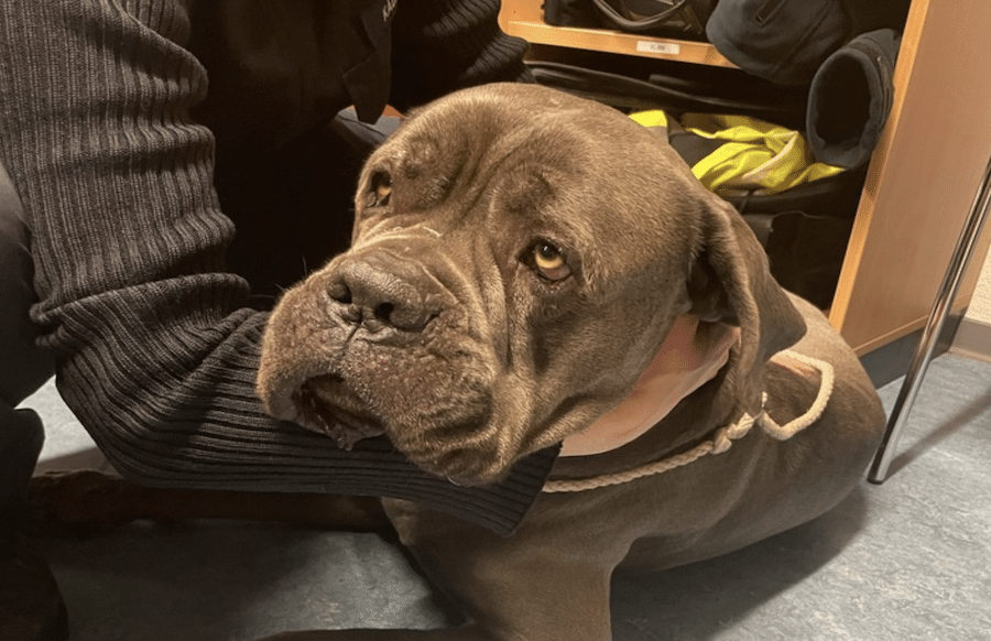 verloren-allein-frierend-polizei-rettet-herrenlosen-hund-von-der-autobahn