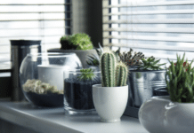 Warum verbessern Pflanzen die Luftqualität zu Hause?