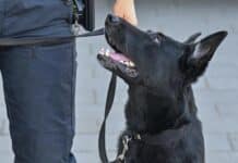 Luxemburg: Polizeispürhund erschnuppert Drogen — Polizisten bei Unfall verletzt