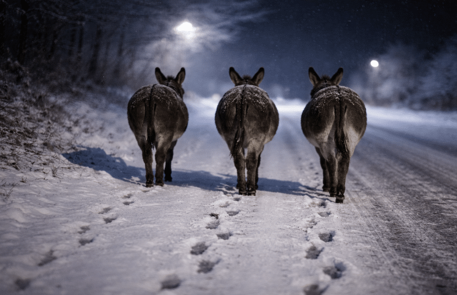 Esel-auf-Abwegen-Polizei-beendet-n-chtliche-Wanderung-auf-Landstra-e